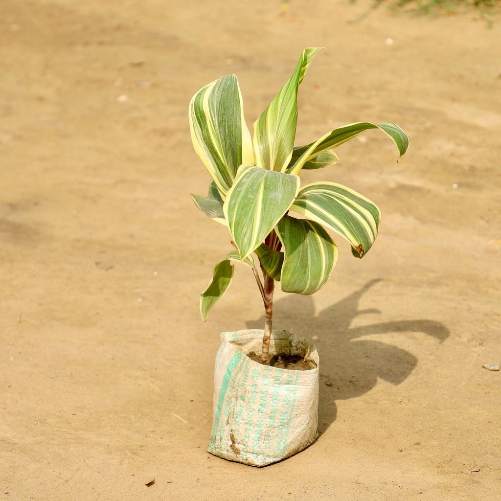 Dracaena Fragrans in 4 Inch Nursery Bag