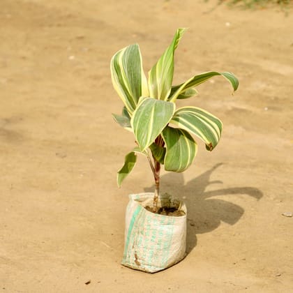 Buy Dracaena Fragrans in 4 Inch Nursery Bag Online | Urvann.com
