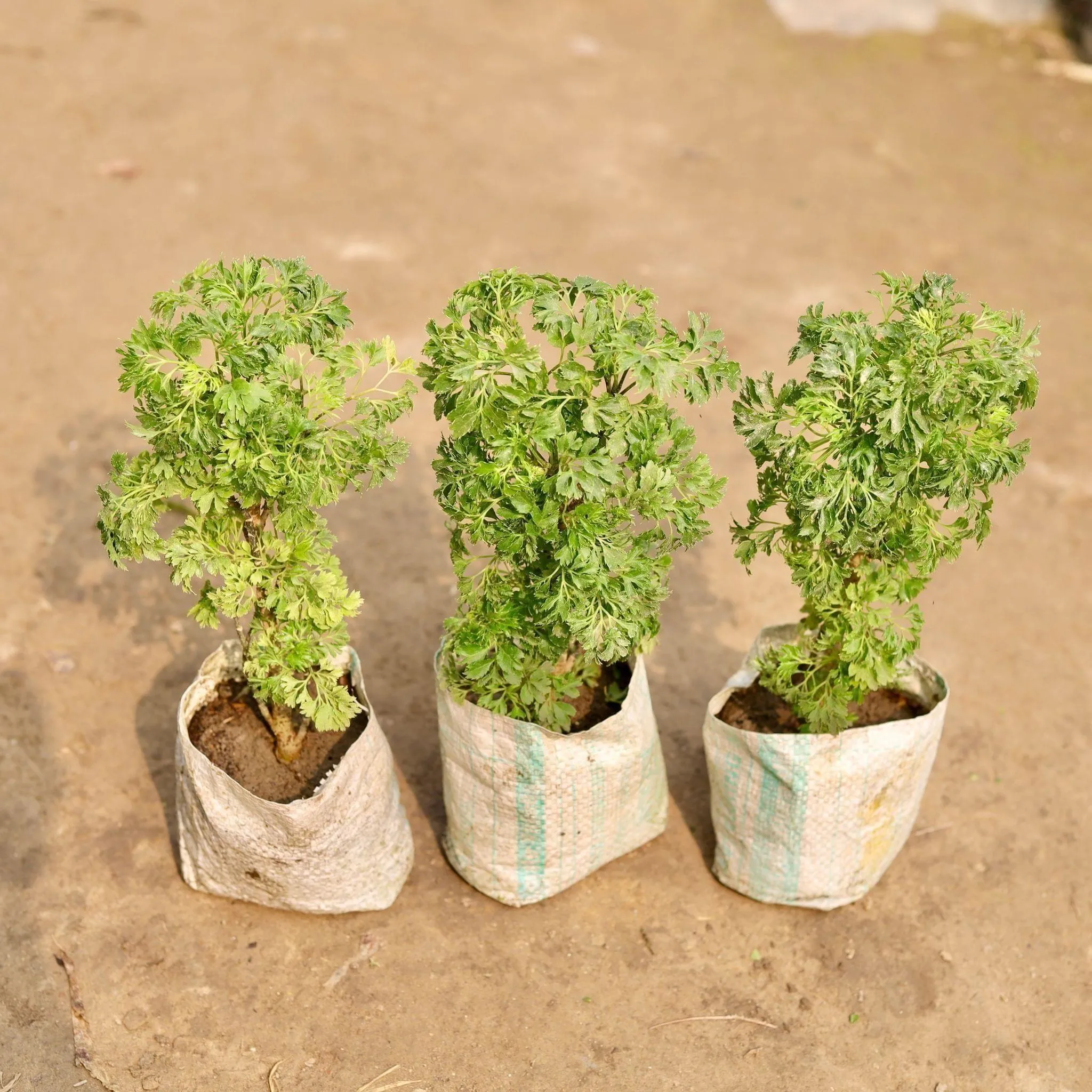 Set of 3 - Aralia Bush in 4 Inch Nursery Bag