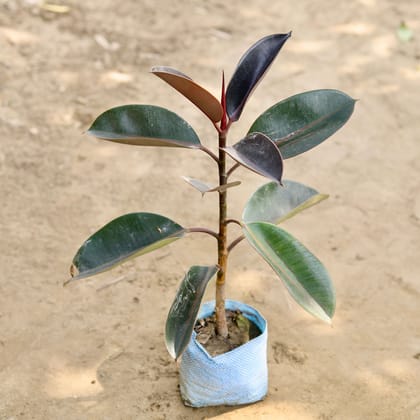 Buy Rubber Plant Black in 6 Inch Nursery bag Online | Urvann.com