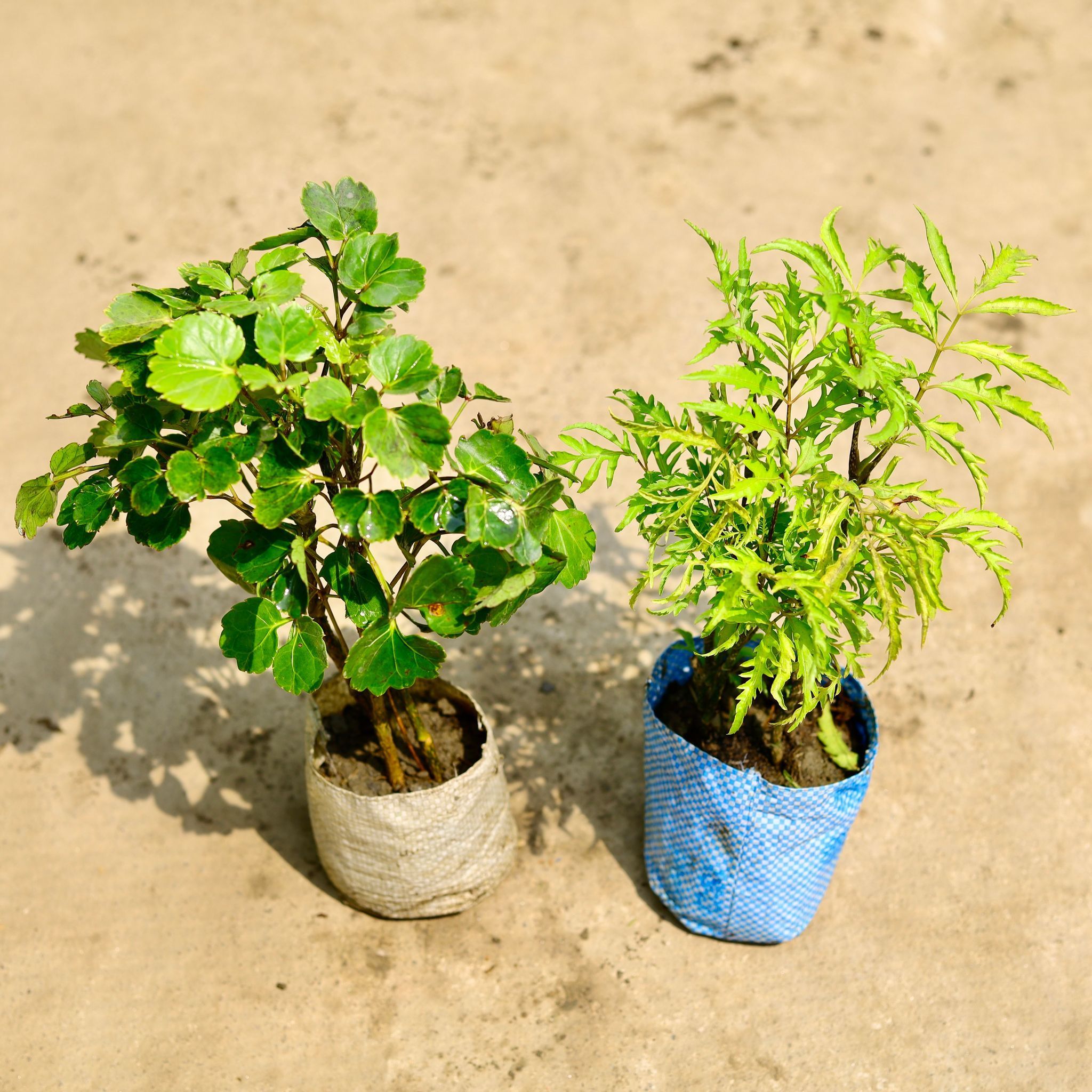 Set of 2 - Aralia (Ming & Neem) in 4 Inch Nursery Bag