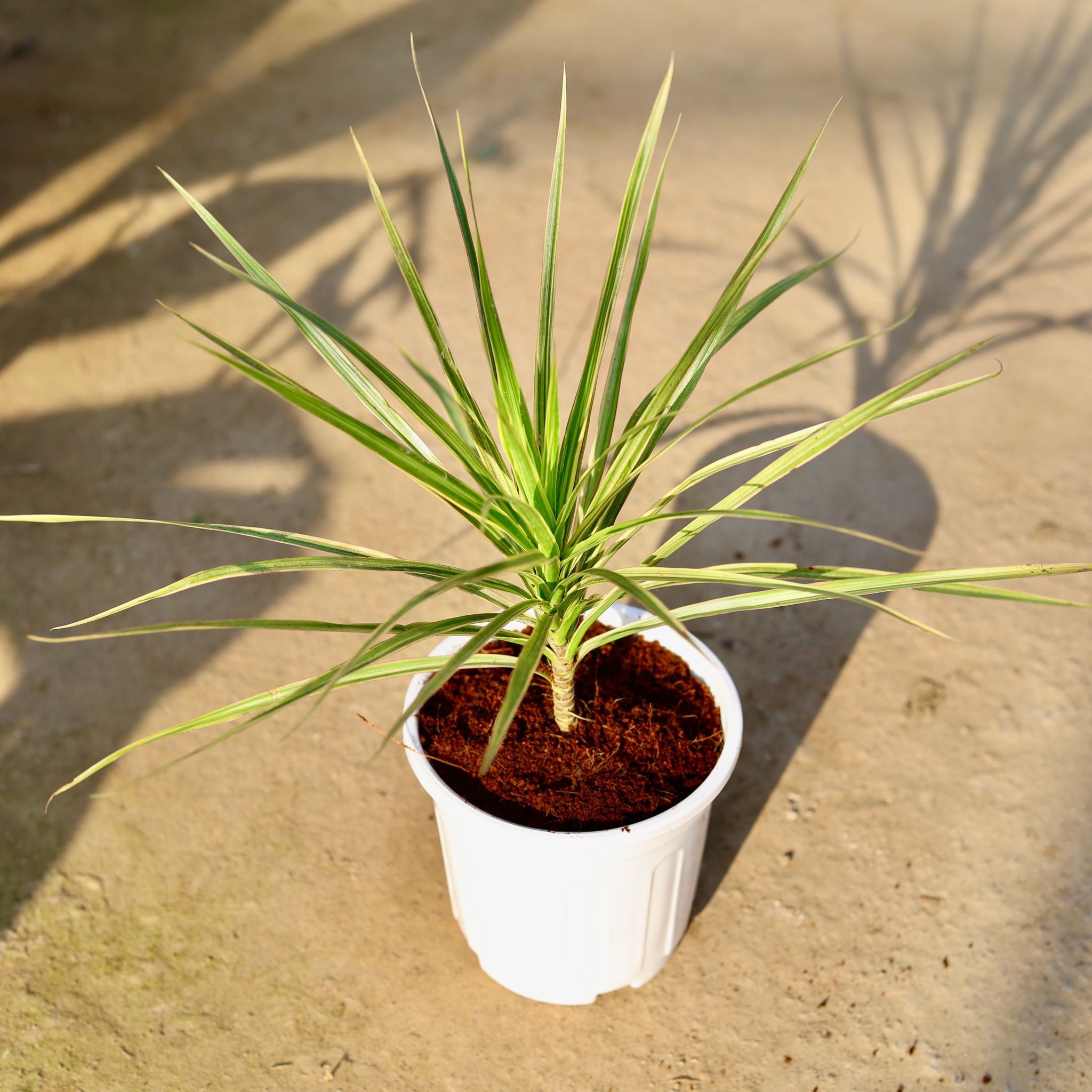 Dracaena Colorama White in 6 Inch White Super Nursery Pot