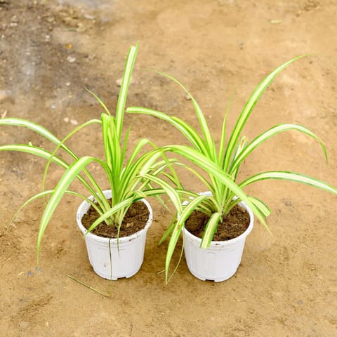 set of 2 - Pandanus / Screwpine in 6 Inch Super White Nursery Pot