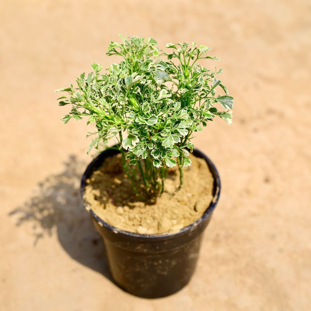 Aralia Variegated in 4 inch Nursery pot