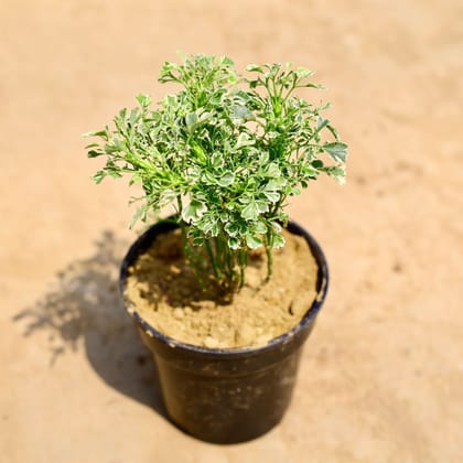 Buy Aralia Variegated in 4 inch Nursery pot Online | Urvann.com