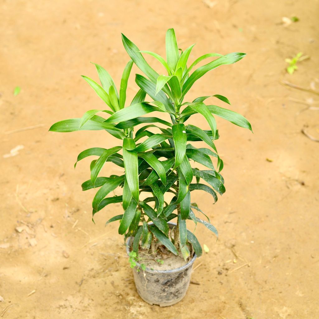 Song of India Green in 6 Inch Nursery Pot