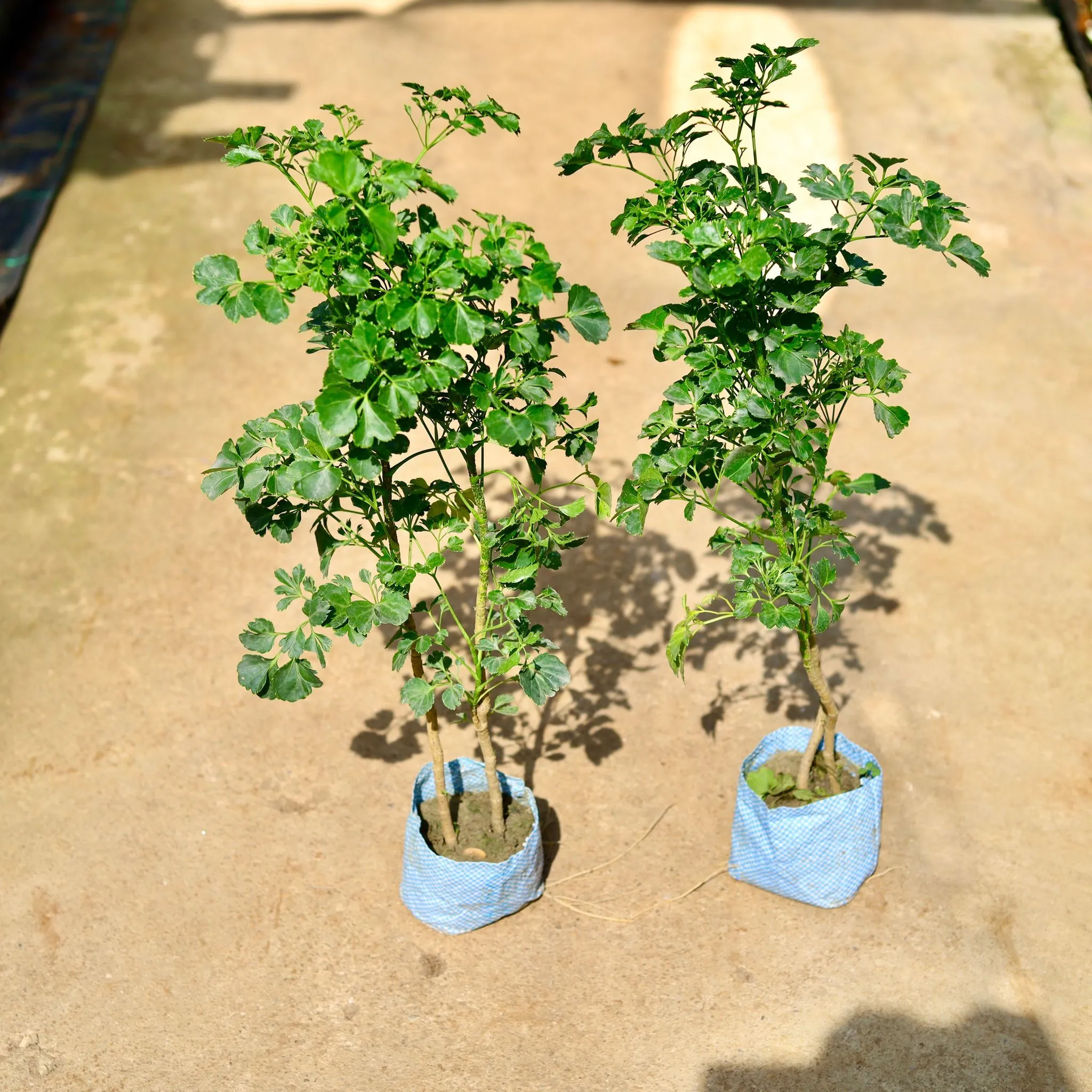 Set of 2 - Aralia Ming in 4 Inch Nursery Bag