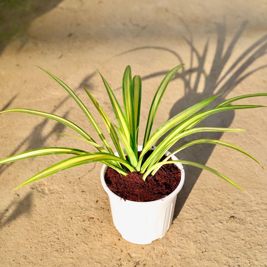 Pandanus in 6 Inch White Super Nursery Pot
