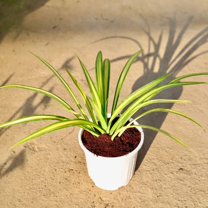 Buy Pandanus in 6 Inch White Super Nursery Pot | Urvann.com