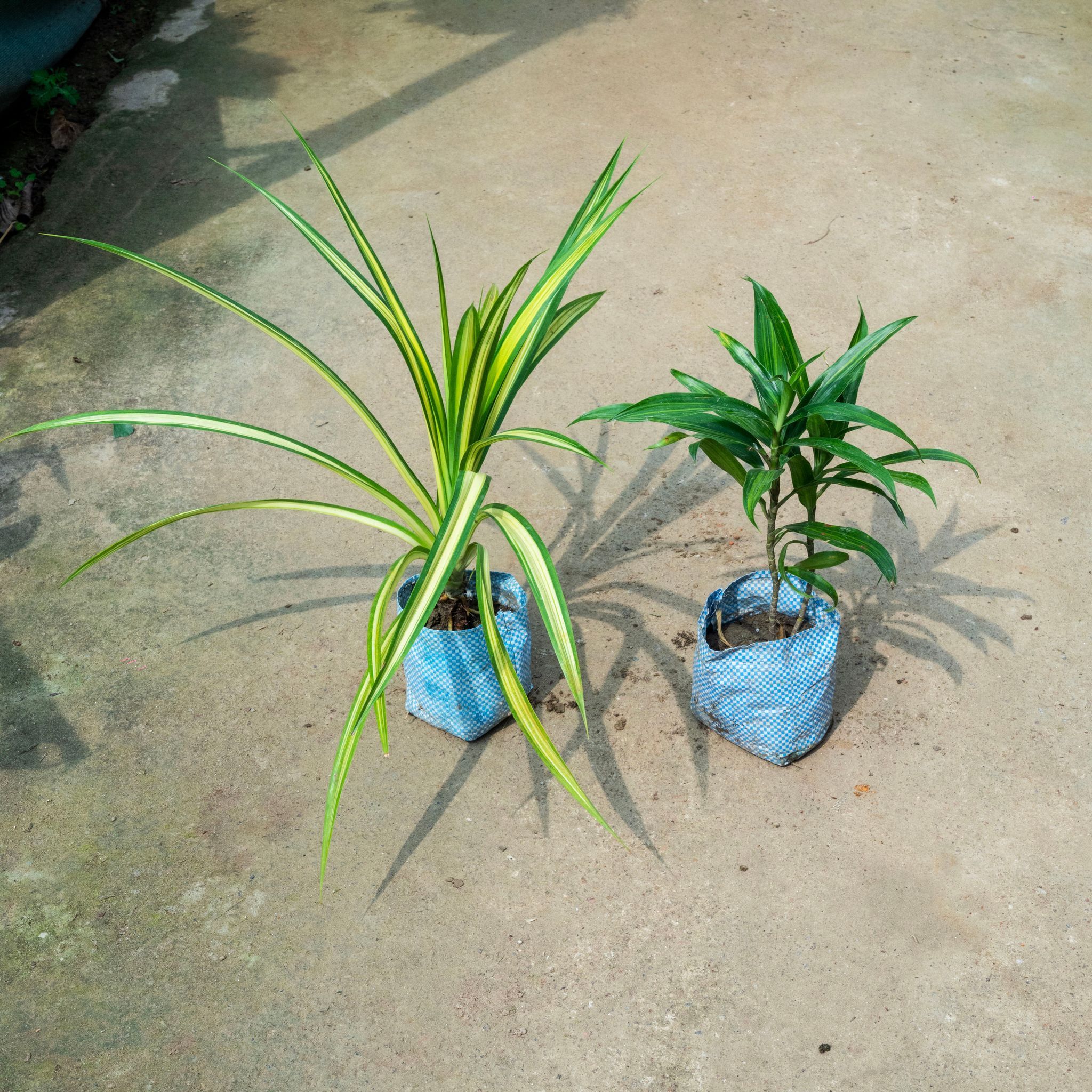 Set Of 2 - Pandanus & Dracaena Messenger in 4 Inch Nursery Bag