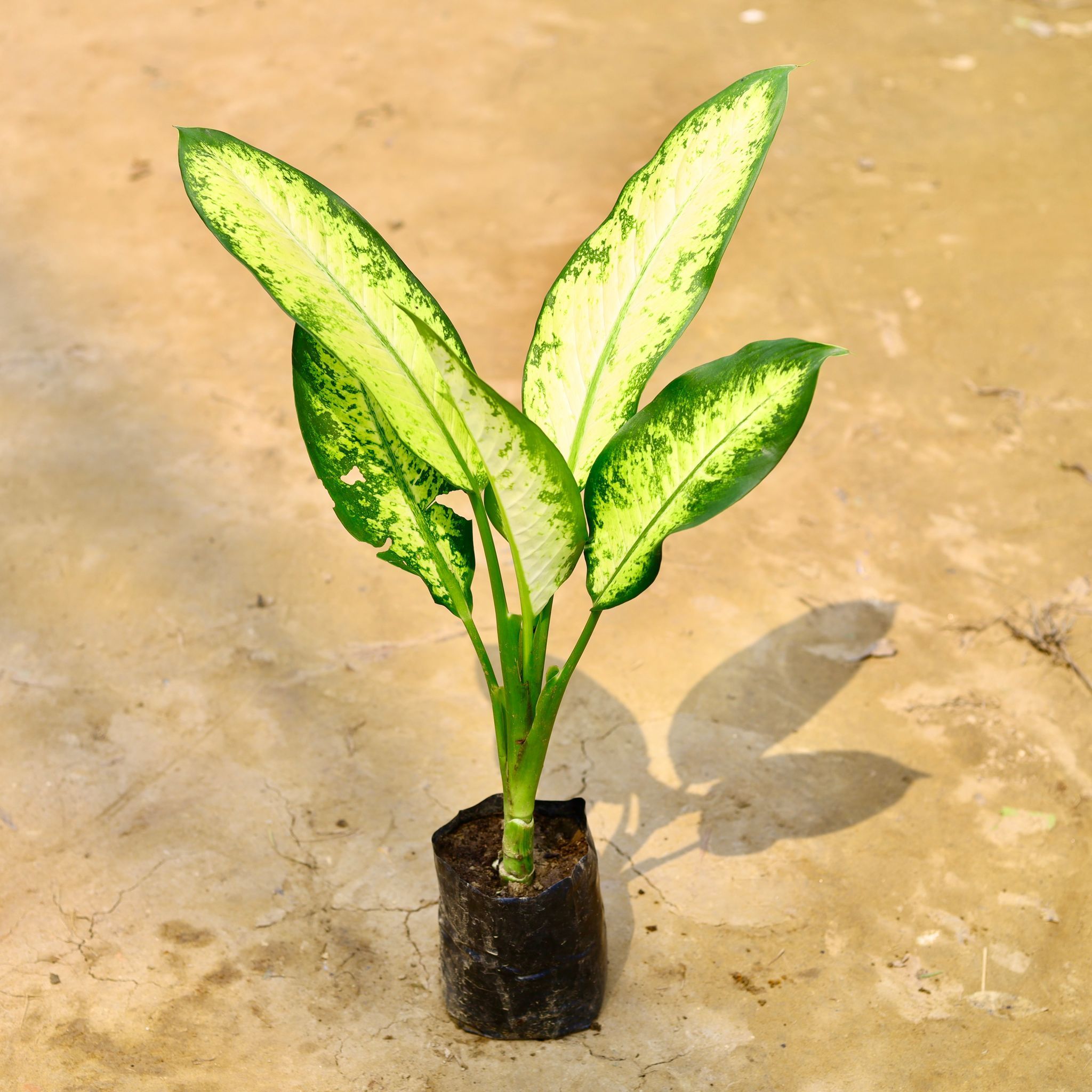 Dieffenbachia Mary Variegated in 6 Inch Nursery Bag
