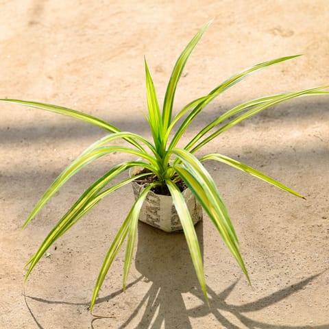 Pandanus in 4 Inch Nursery bag