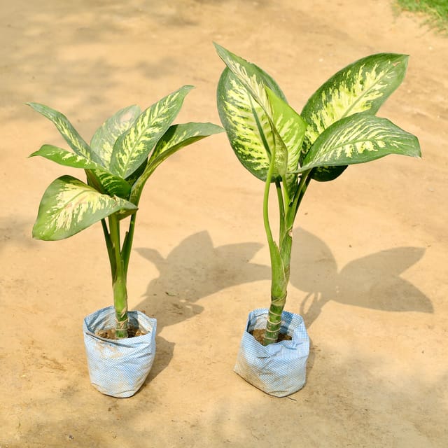 Set of 2 - Dieffenbachia in 7 Inch Nursery Bag