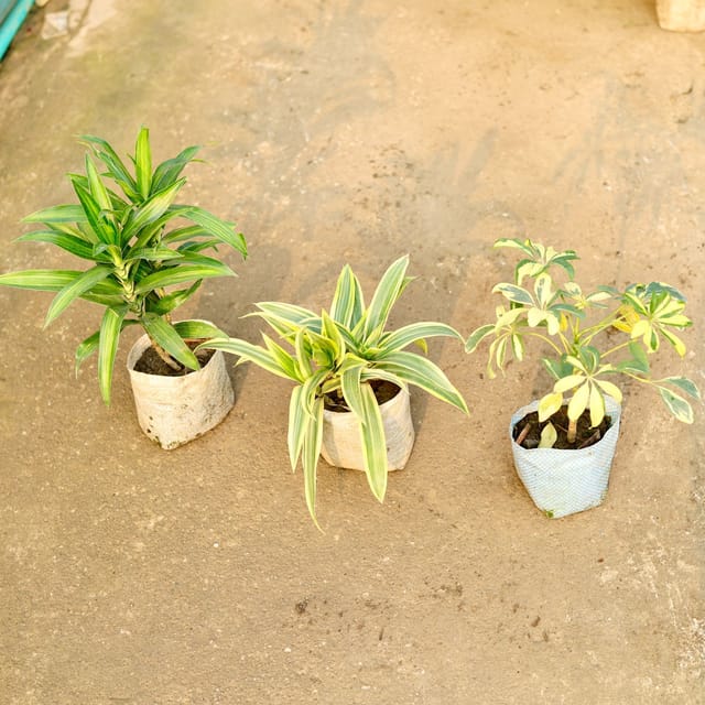 Set of 3 - Dracaena Messenger, Song of India & Schefflera in 4 Inch Nursery Bag