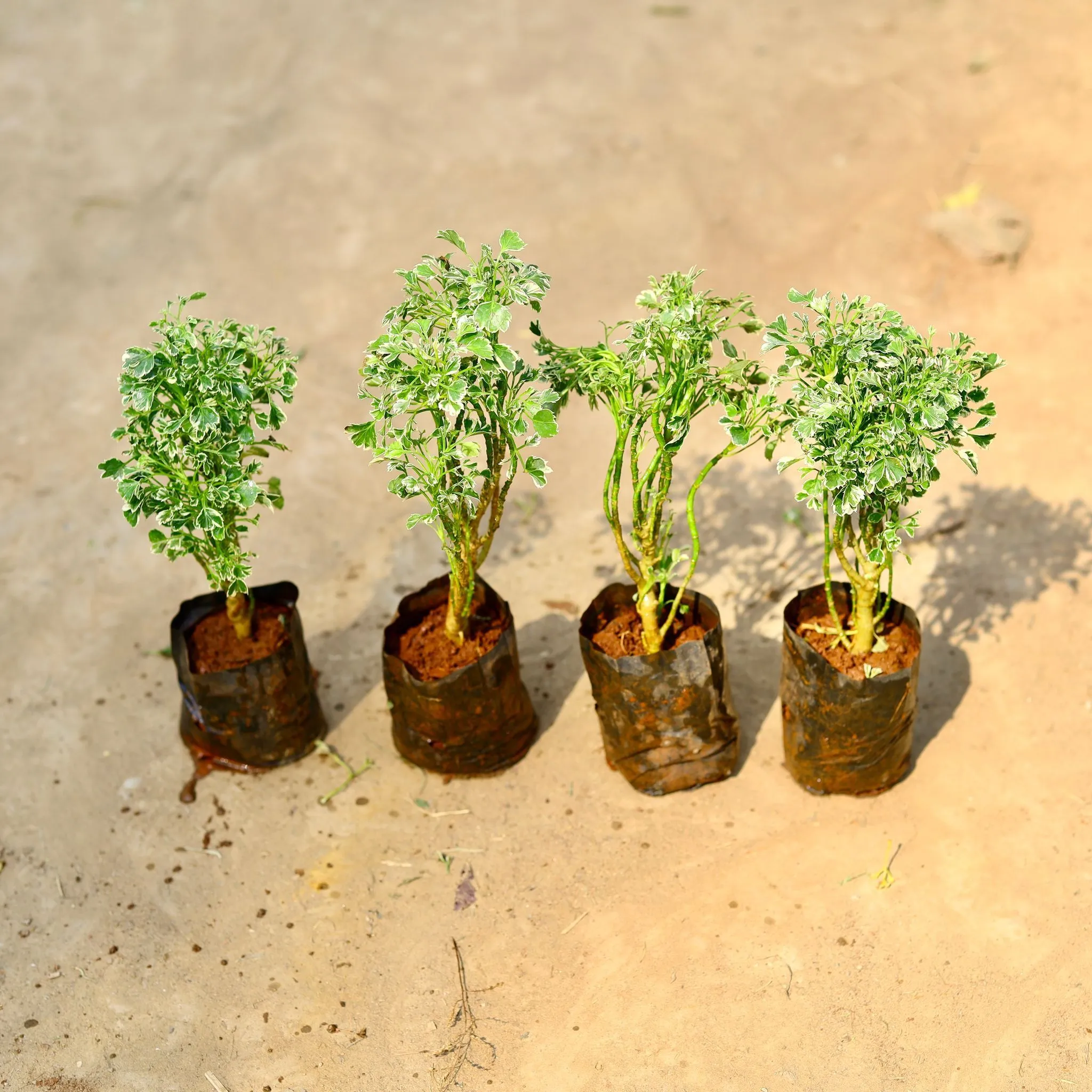 Set of 4 - Aralia Variegated in 4 inch Nursery bag