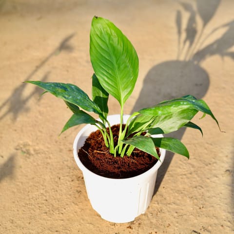 Peace lily in 4 Inch White Nursery Pot