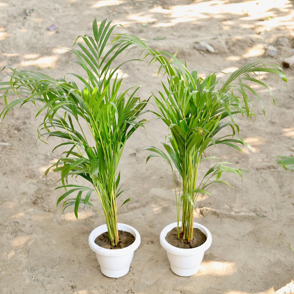 Buy Set of 2 - Areca Palm (2-2.5 Ft) in 8 Inch Classy White Plastic Pot Online | Urvann.com Set of 2 - Areca Palm (2-2.5 Ft) in 8 Inch Classy White Plastic Pot
