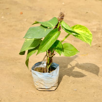 Buy Money Plant with 1 Ft Moss Stick in 4 Inch Nursery Bag Online | Urvann.com