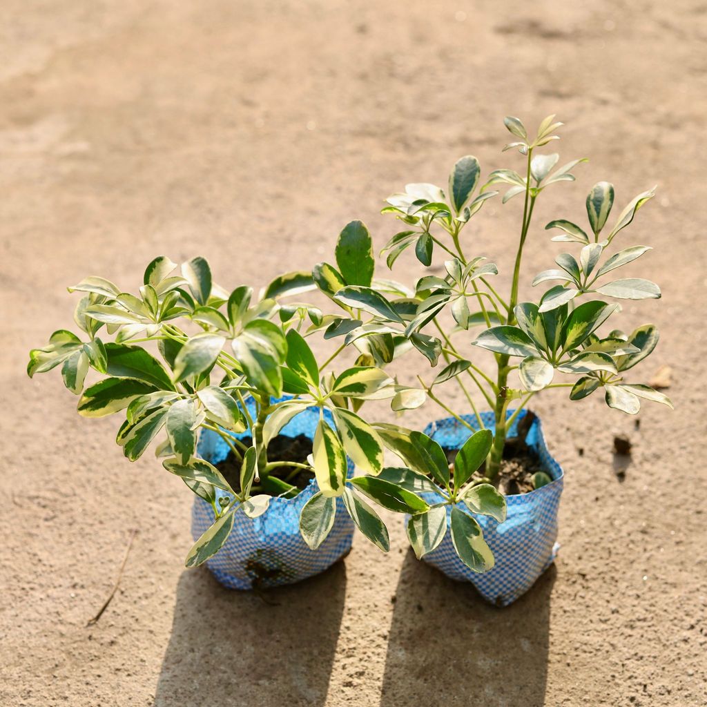 Set of 2 - Schefflera Mini in 4 Inch Nursery Bag