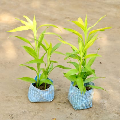 Buy Set of 2 - Golden Lucky Bamboo in 4 Inch Nursery bag Online | Urvann.com