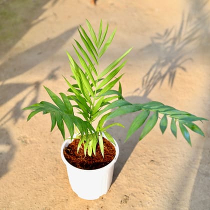 Buy Chamadora palm in 6 Inch White Super Nursery Pot | Urvann.com