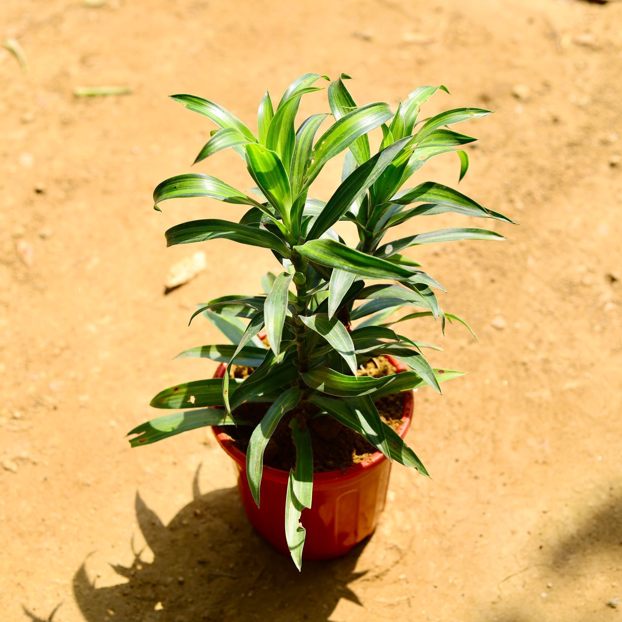 Dracaena Messenger / Song of India Green in 6 Inch Red Super Nursery Pot