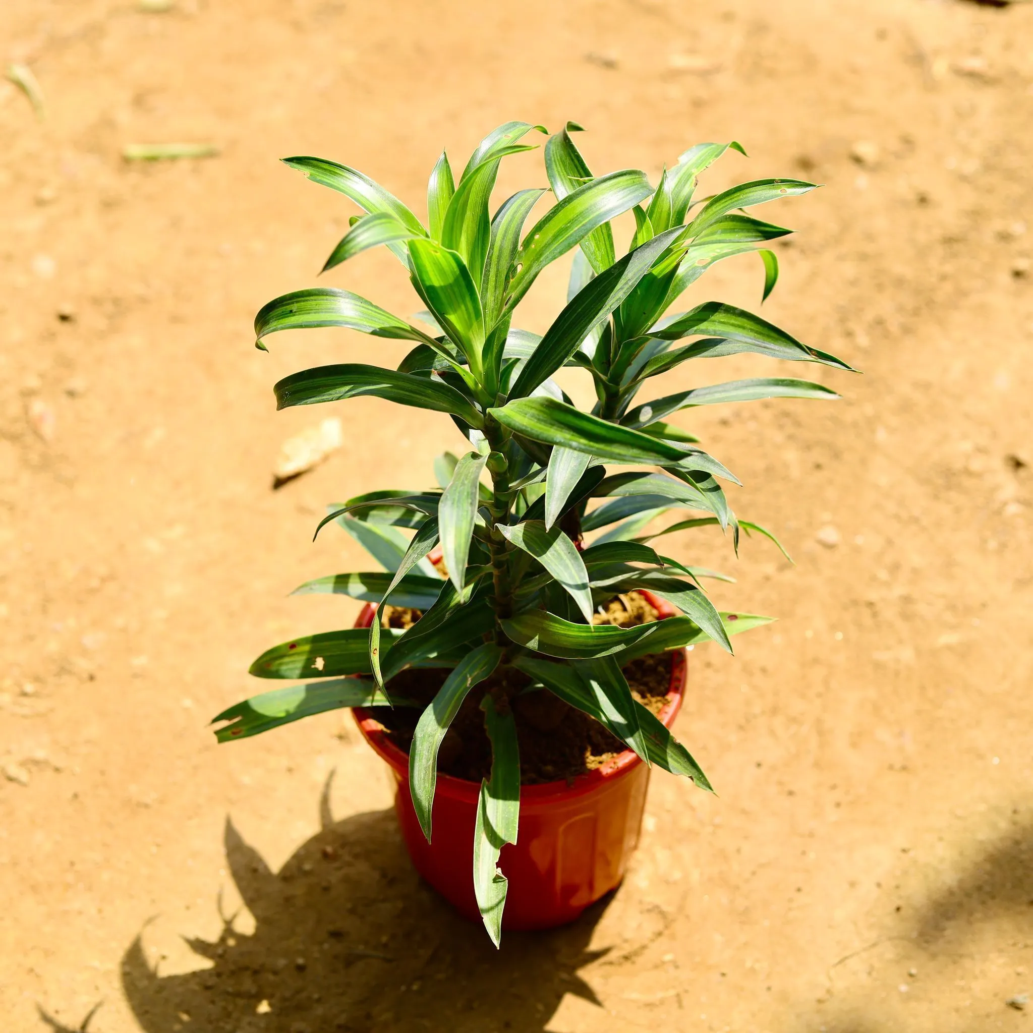 Dracaena Messenger / Song of India Green in 6 Inch Red Super Nursery Pot