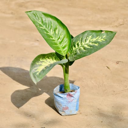Buy Dieffenbachia in 4 Inch Nursery Bag Online | Urvann.com