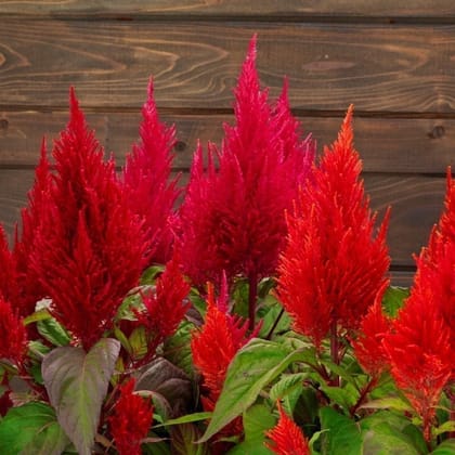 Celosia Red seeds - Excellent Germination
