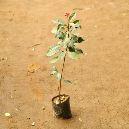 Buy Jatropha / Sunder Rupa in 4 Inch Nursery Bag Online | Urvann.com