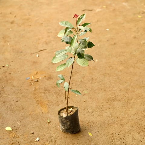 Jatropha / Sunder Rupa in 4 Inch Nursery Bag