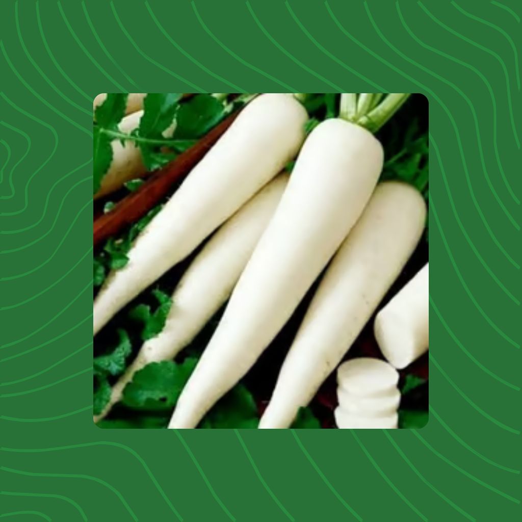 Free Gift - Radish White Seeds - Excellent Germination - Flash Sale