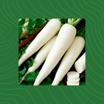 Free Gift - Radish White Seeds - Excellent Germination - Flash Sale