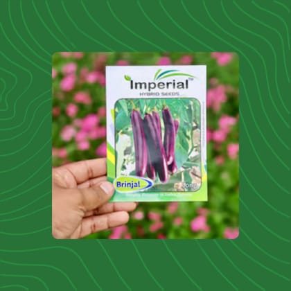Free Gift - Brinjal Long Seeds - Excellent Germination - Flash Sale