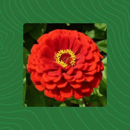 Free Gift - Zinnia Mixed Seeds  - Excellent Germination Summer Seeds - Flash Sale