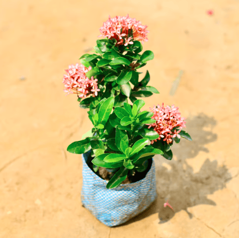 Ixora Dwarf Pink in 4 Inch Nursery Bag