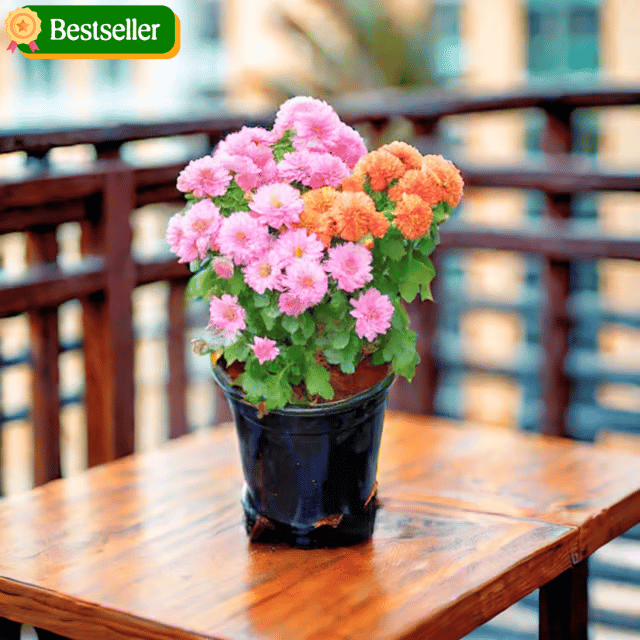 Chrysanthemum / Guldaudi (Any Colour) in 4 Inch Nursery Pot Chrysanthemum / Guldaudi (Any Colour) in 4 Inch Nursery Pot