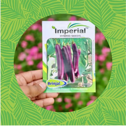 Free Gift - Brinjal Long Seeds - Excellent Germination - Flash Sale