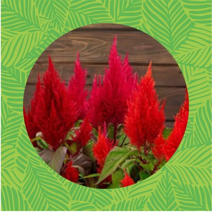Free Gift - Celosia Red seeds - Excellent Germination - Flash Sale