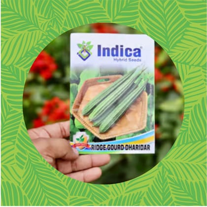 Free Gift - Ridge Gourd / Dhari Tori Seeds - Excellent Germination - Flash Sale