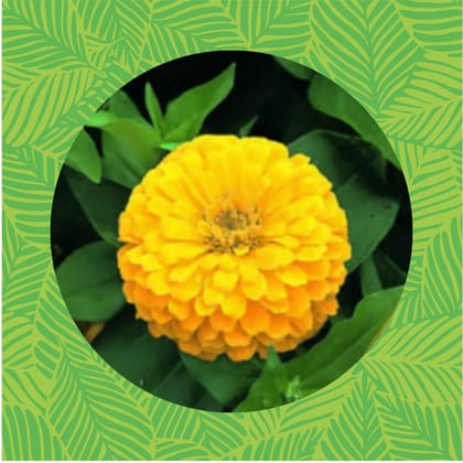 Free Gift - Zinnia Yellow Seeds  - Excellent Germination Summer Seeds - Flash Sale