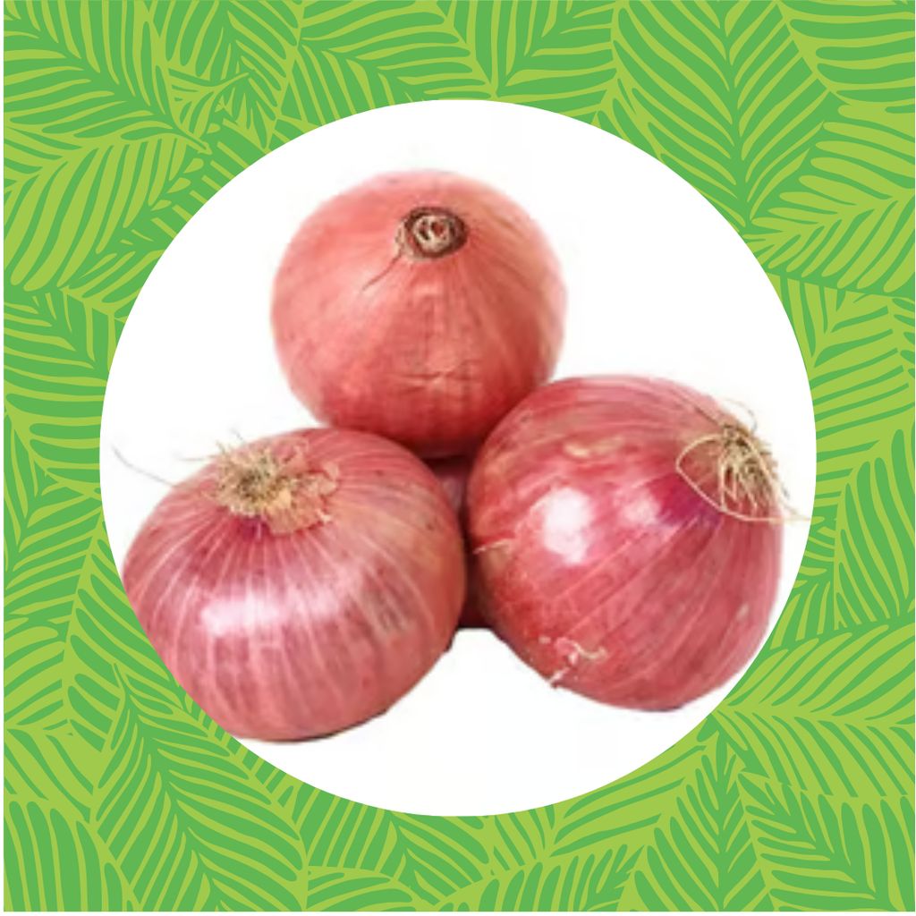 Free Gift - Onion Seeds - Excellent Germination - Flash Sale Free Gift - Onion Seeds - Excellent Germination - Flash Sale