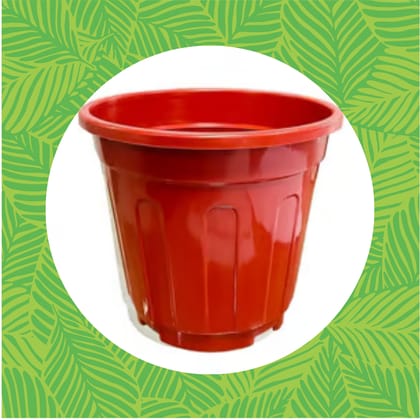 Free Gift - 6 Inch Red Super Nursery Pot - Flash Sale