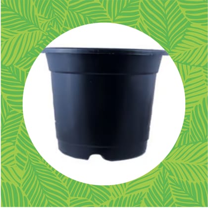 Free Gift - 4 Inch Black Nursery Pot - Flash Sale