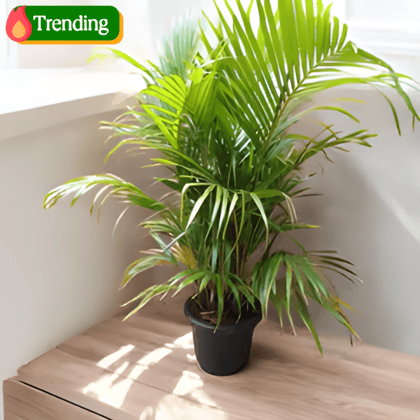 Areca Palm (~ 3 ft) in 10 Inch Nursery Pot