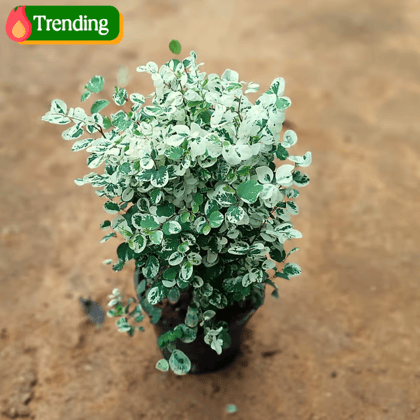 Aralia Snow Bush in 5 Inch Nursery Pot