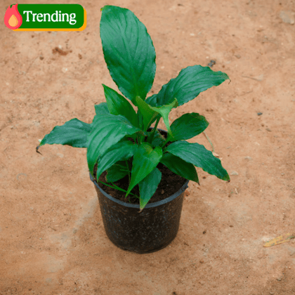 Peace Lily in 4 Inch Nursery Pot