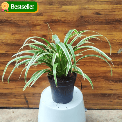 Spider Plant in 5 inch Nursery Pot