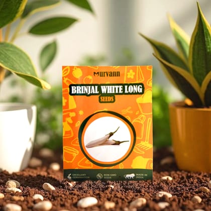 Buy Brinjal White Long Seeds – GMO Free | Excellent Germination | Easy to Grow | Disease Resistance Online | Urvann.com