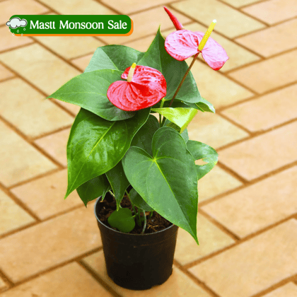 Anthurium Red in 5 Inch Nursery Pot